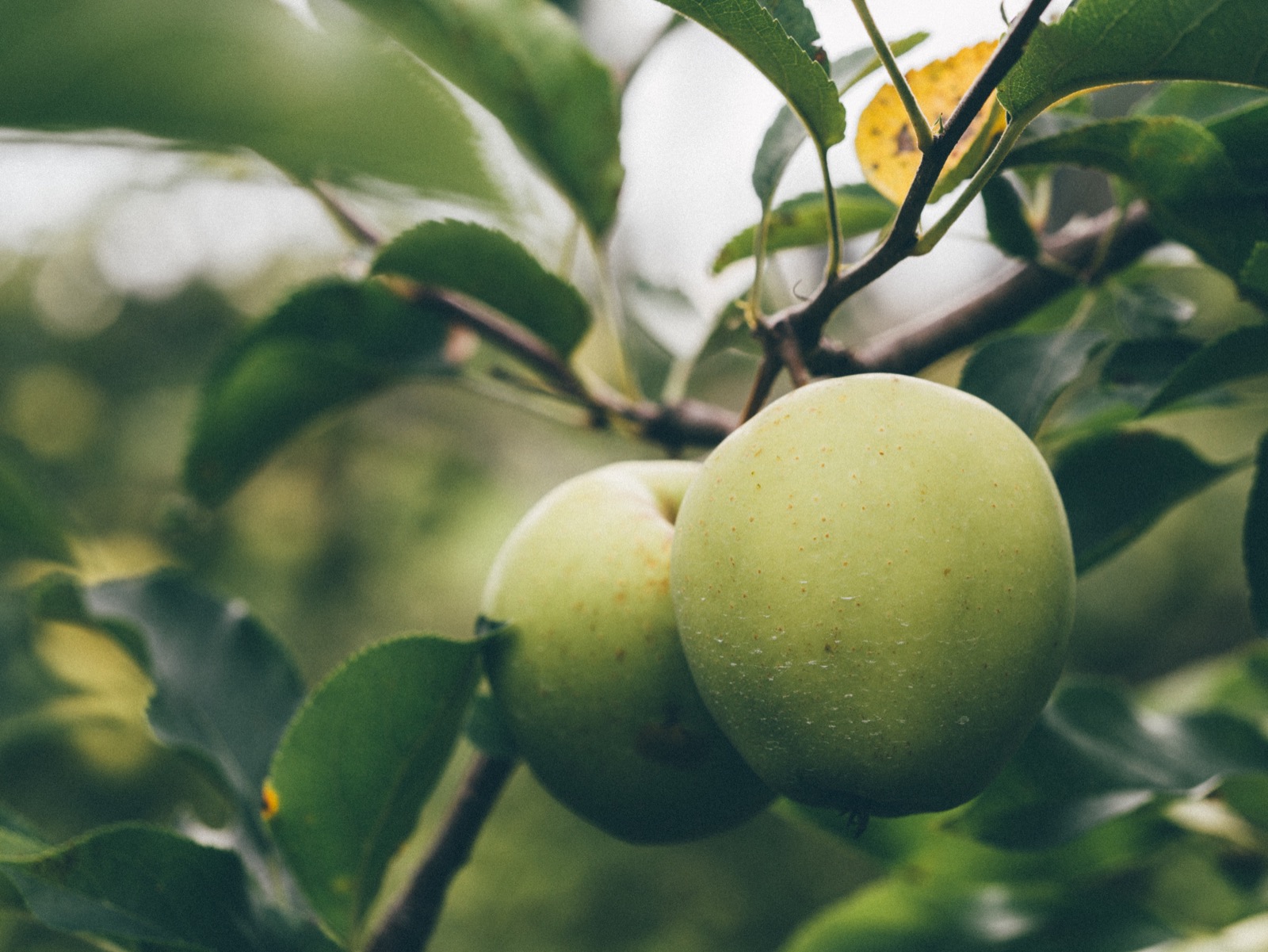 Appels