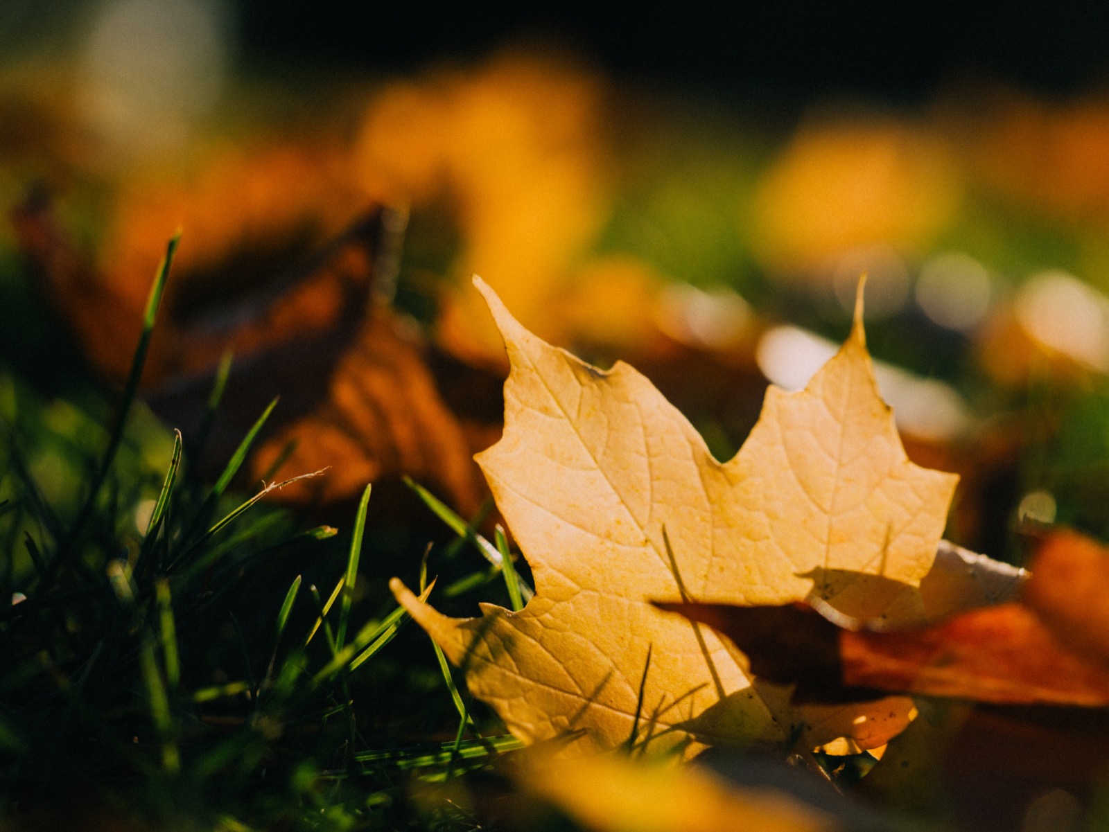 Herfst