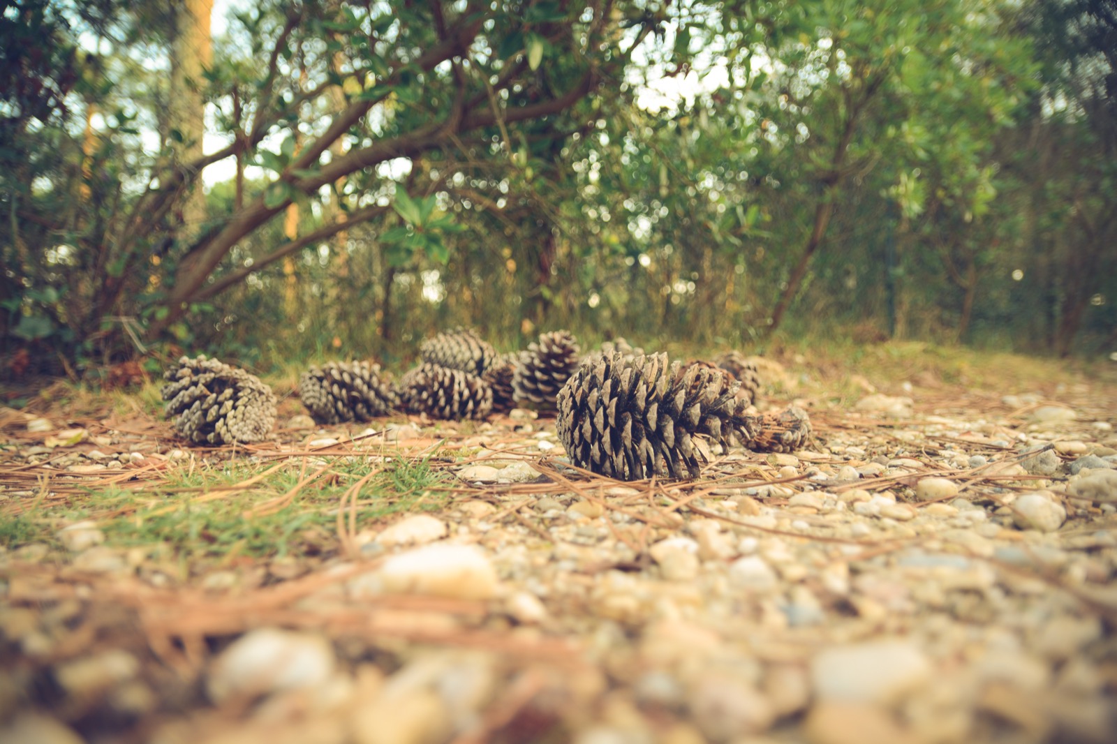 Dennenappels