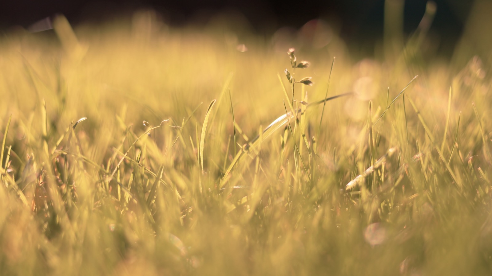 Gras