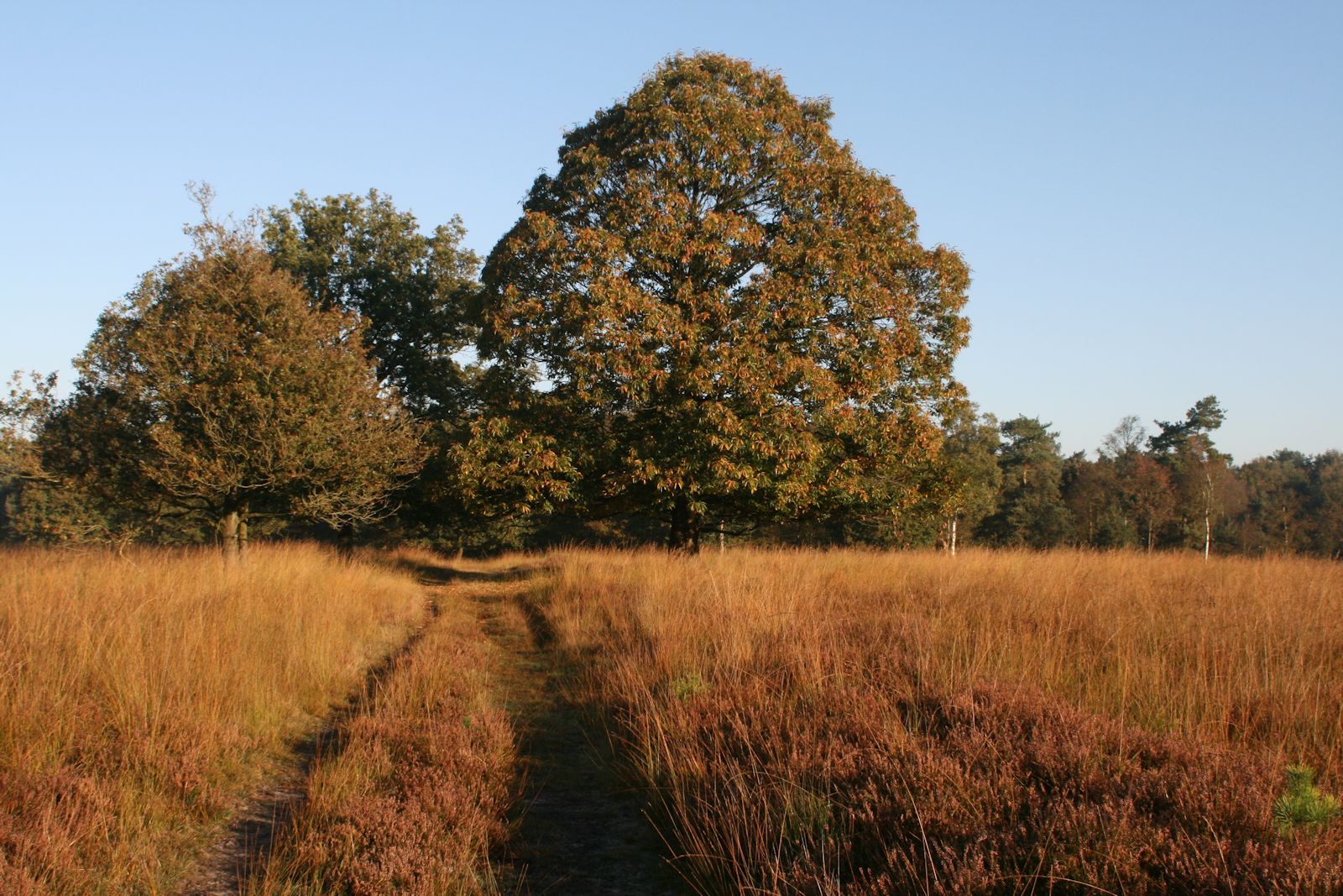 Kastanjeboom