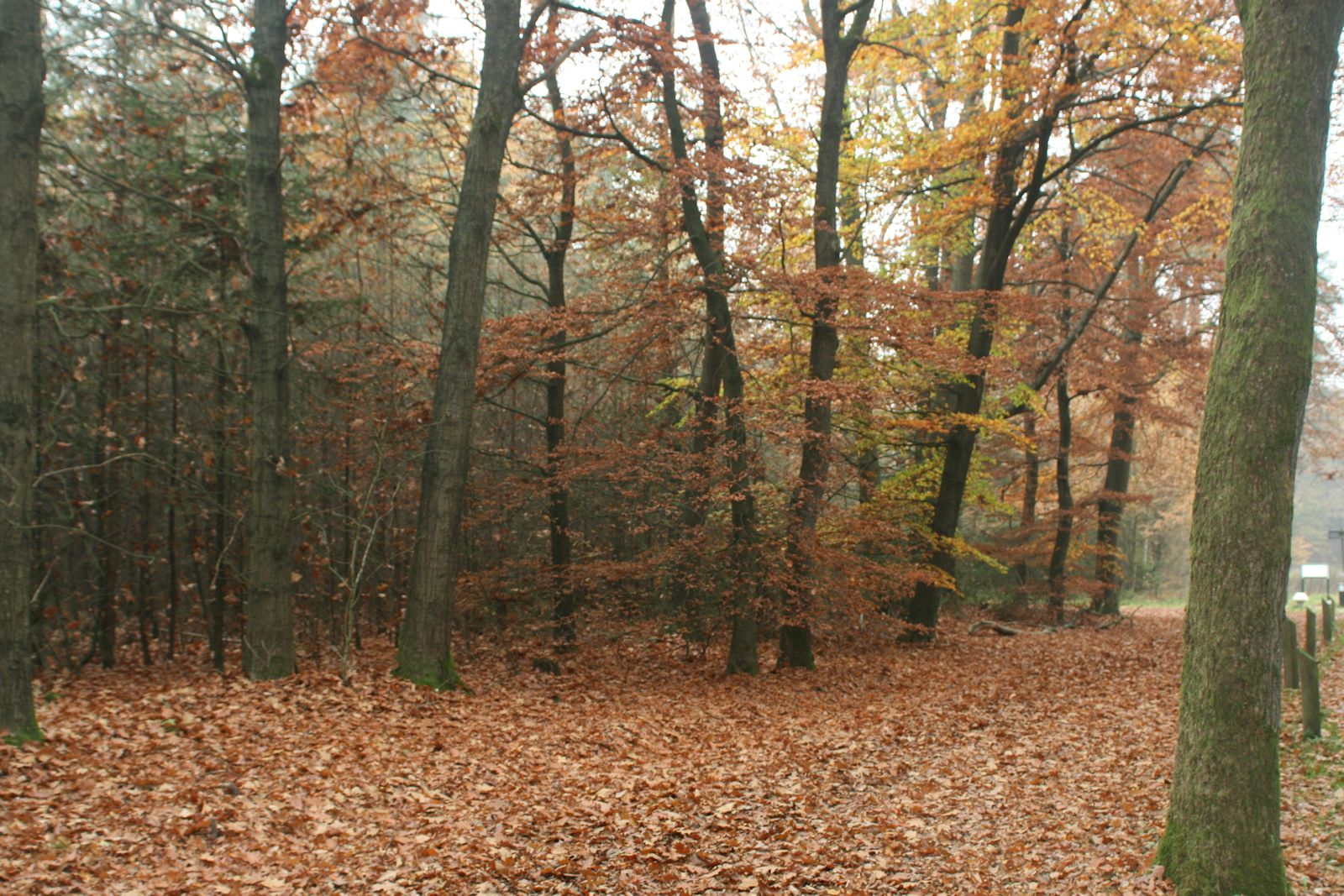 Bomen in herfsttooi